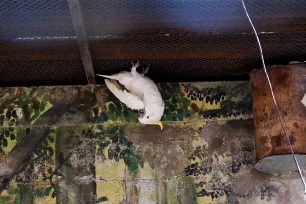 Photo of Selective focus of triton cockatoo perched in its enclosure in the afternoon.