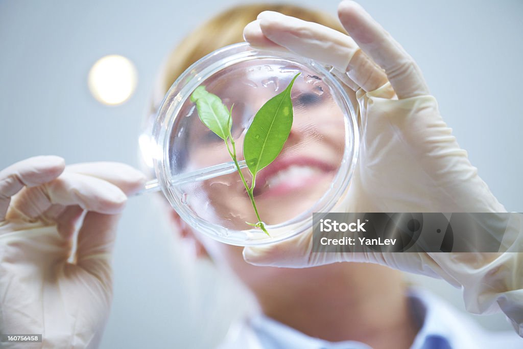 Female scientist of biotechnology Woman scientist holding a test tube with plant Laboratory Stock Photo