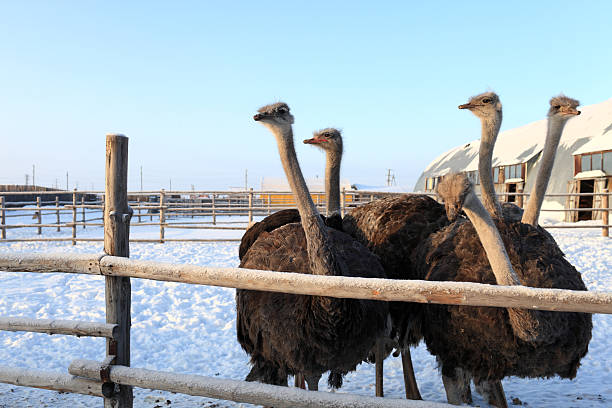 Ostriches in Siberia Ostriches in Siberia on a farm in winter, Russia ostrich farm stock pictures, royalty-free photos & images