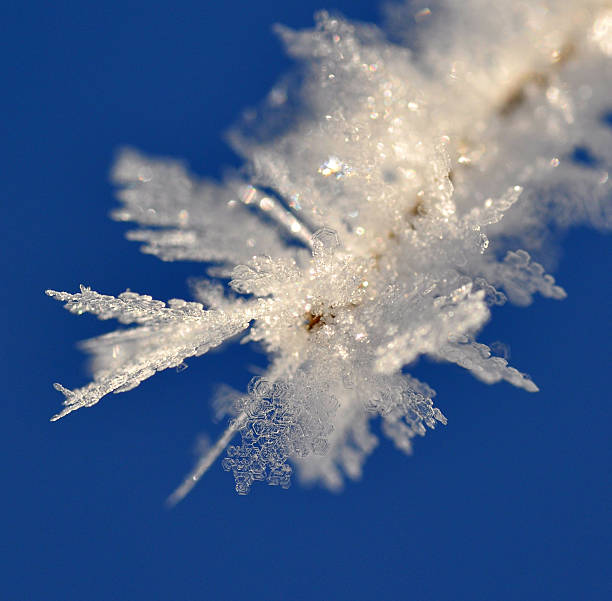 Cтоковое фото Мороз на ветвь
