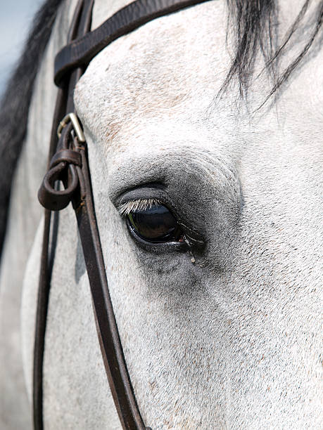 istock Close up of a Horse's Eye 160756730