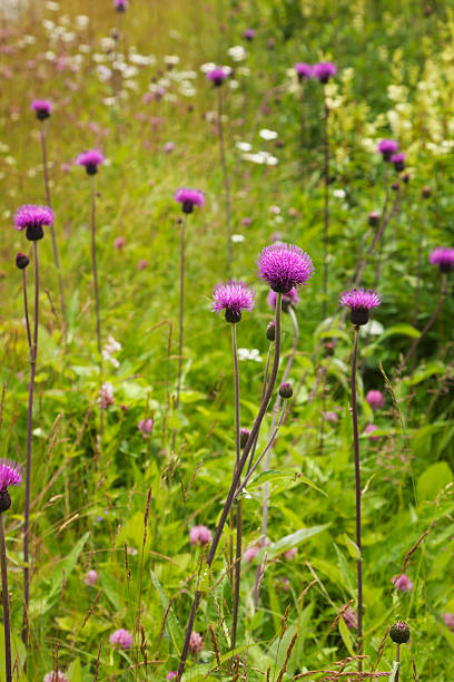 istock Wildflowers with thistles 160756923