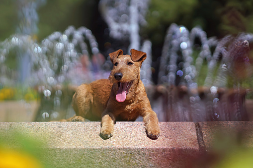 Adorable Irish Terrier puppy posing outdoors lying down on stones near a fountain in summer