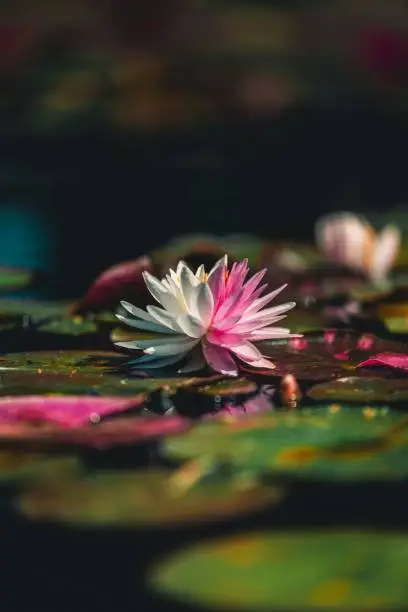 A stunning pink water lily surrounded by lilypads