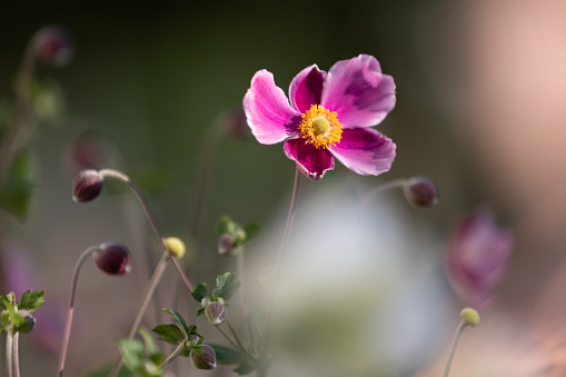 Close-up of a pink Japanese anemone blossom (anemone hupehensis) with blurry foreground and background