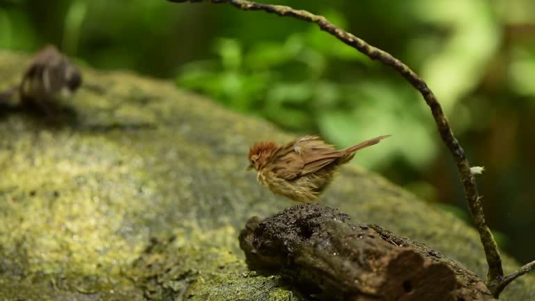 The cute bird are bathing in small pool in the forest