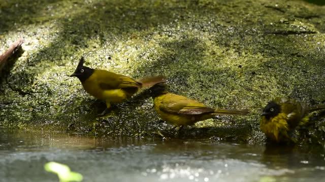 The cute bird are bathing in small pool in the forest