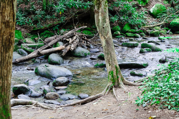 istock Exposed tree roots on the ground in a forest by a stream of water 1607600742