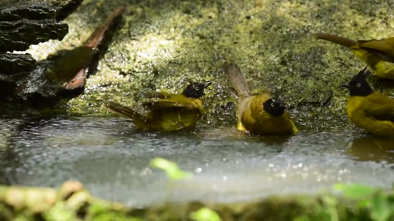 The cute bird are bathing in small pool in the forest