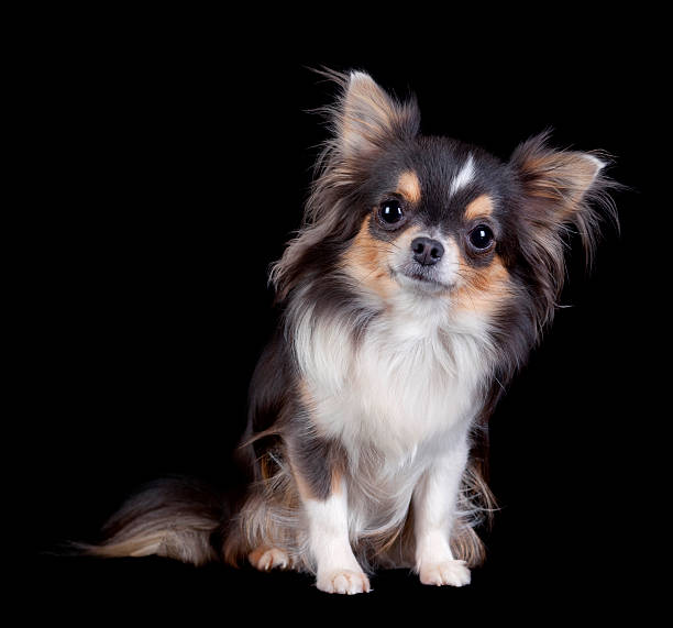 Dog Chihuahua Isolated On Black Stock Photo - Download Image Now