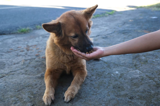 istock Brown Street Dog Getting Feed by Unrecognizable People 1607608013