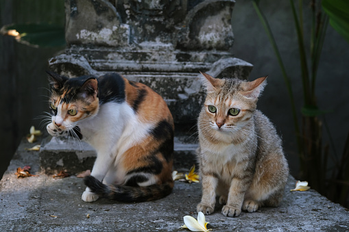 Close-up shot of two stray cats ( dragon li ) sitting relaxed on the concrete floor