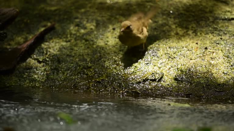 The cute bird are bathing in small pool in the forest