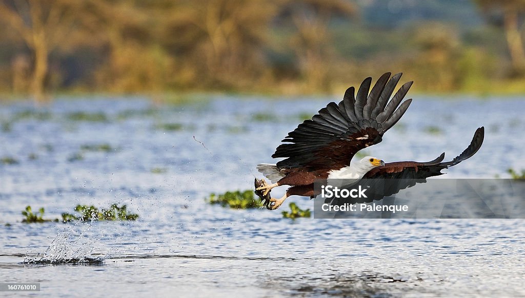 Pygargue vocifère, Lac Naivasha - Photo de Afrique libre de droits