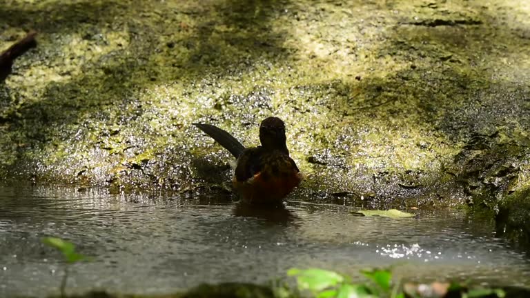 The cute bird are bathing in small pool in the forest