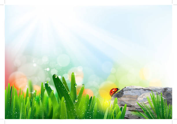 den frühling - ladybug nature spring drop stock-grafiken, -clipart, -cartoons und -symbole