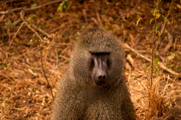 istock Wild Gaze: Portrait of a Baboon. 1607616049