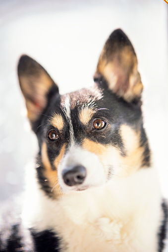 Cute tri color Pembroke Welsh Corgi sitting in a brightly lit room with natural light - Toronto Ontario