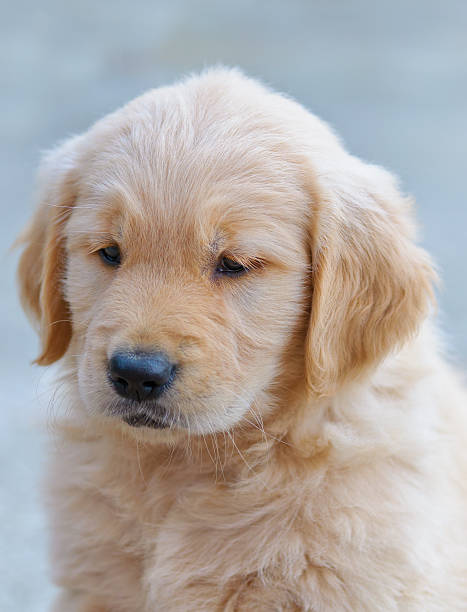 istock cute golden retriever puppy 160762963