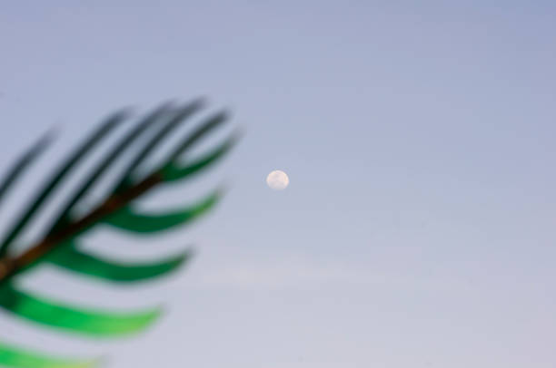 Afternoon moon with a blur green leaf, natural background.