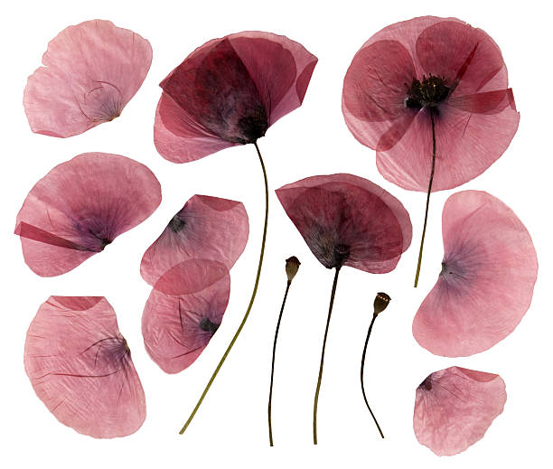 istock Dry poppy flowers 160764226