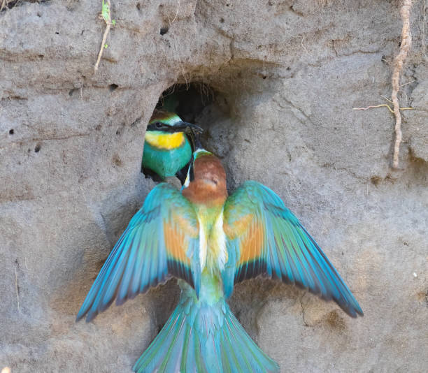 istock European bee-eater, merops apiaster. A bird feeds its chick, which peeks out of the nest 1607643293