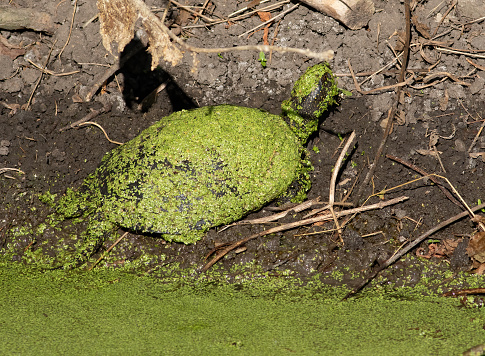 European pond turtle, Emys orbicularis. A turtle crawled out of an algae-covered pond onto the shore