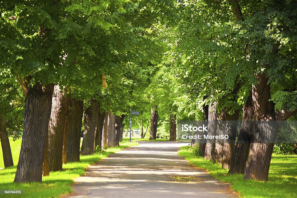 Сельская дорога, Крона дерева, Прага - Стоковые фото Дерево роялти-фри