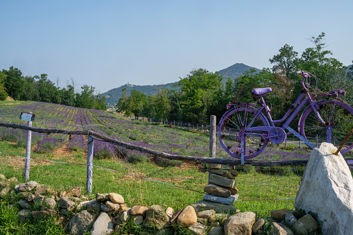 Field of lavender near Godiasco, Oltrepo Pavese, Pavia province, Lombardy, Italy, at June