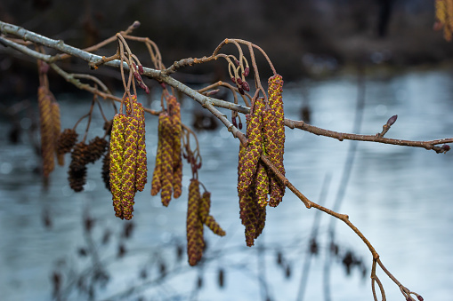 Small branch of black alder Alnus glutinosa with male catkins and female red flowers. Blooming alder in spring beautiful natural background with clear earrings and blurred background.