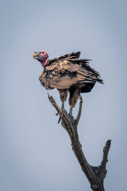 istock Lappet-faced vulture on dead branch in sunshine 1607658741