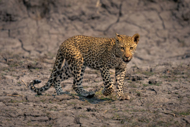 istock Leopard cub crosses dried mud lifting foot 1607658781