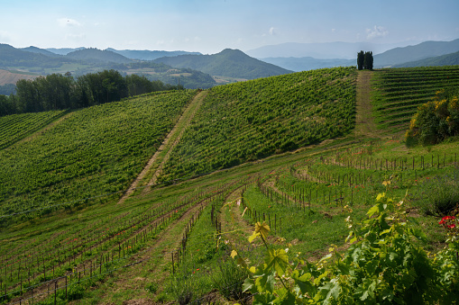 Amidst a golden autumn landscape, a sprawling vineyard with tall trees lining the road evokes feelings of tranquility and the beauty of nature's bounty