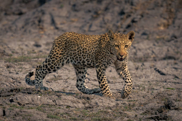 istock Leopard cub crosses sunny riverbed lifting paw 1607659862