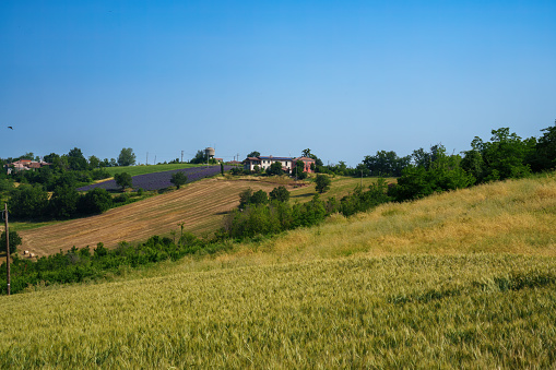 Rural landscape on the Tortona hills, Alessandria province, Piedmont, Italy, at June