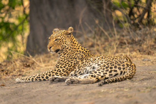 istock Leopard lies on bare ground turning head 1607660423