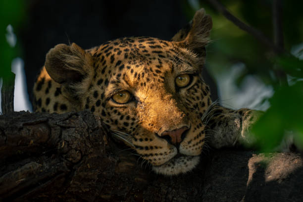 istock Leopard lies on branch in golden light 1607660435