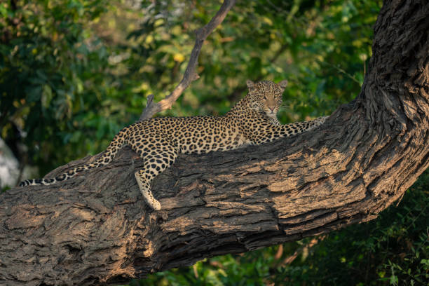 istock Leopard lies on horizontal branch looking down 1607660440