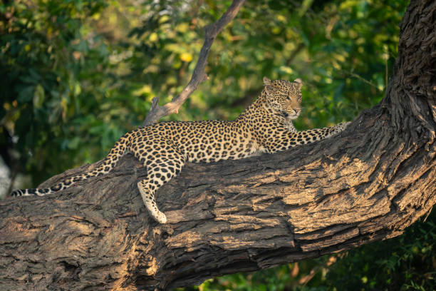 istock Leopard lies on horizontal branch staring ahead 1607660445