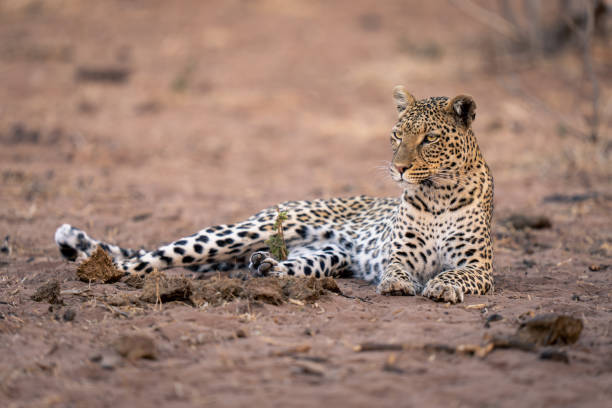istock Leopard lies on sand near elephant dung 1607660638