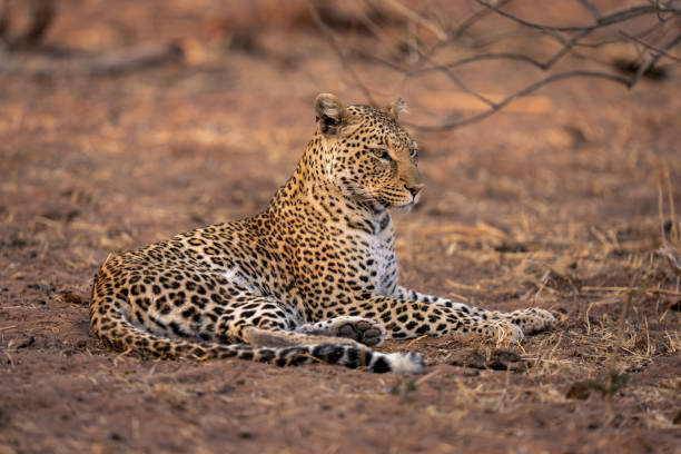 istock Leopard lies on sandy ground raising head 1607661018