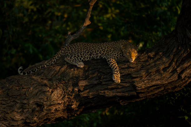 istock Leopard lies on thick trunk looking down 1607661558