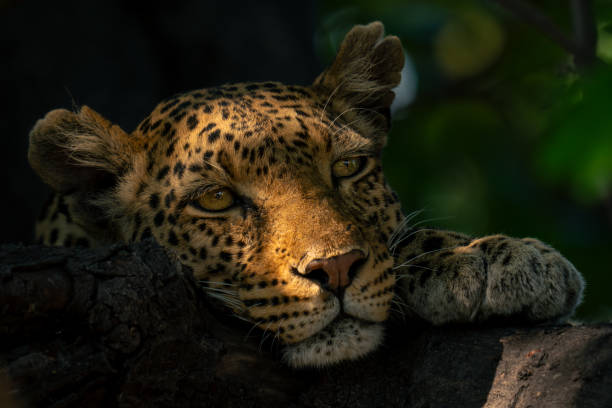 istock Leopard rests head on branch in sunshine 1607661600