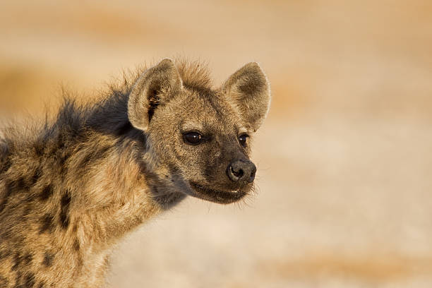 ritratto di iena maculata - portrait spotted hyena field africa foto e immagini stock