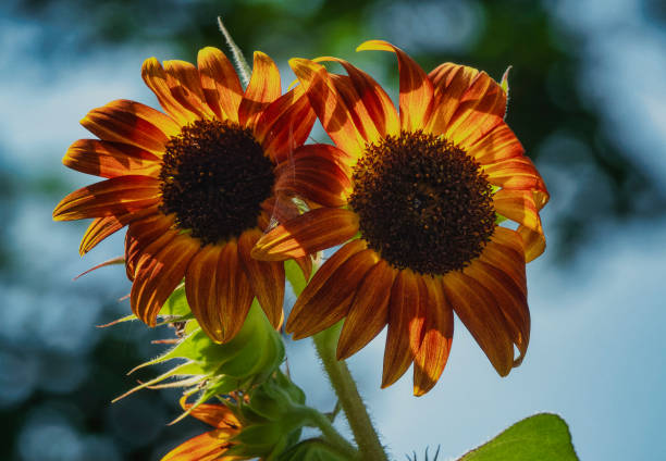istock Sunflowers in full summer bloom 1607666108