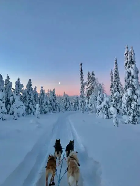 Huskys an Polarnight in Lapland