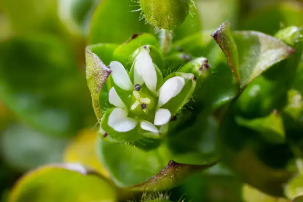 In the spring, Stellaria media grows in the wild. A herbaceous plant that often grows in gardens as a weed. Small white flowers on fleshy green stems.