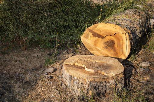 Close up of bark of cedar tree texture background.