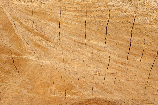 istock Tree stump texture of the wood. 1607699064