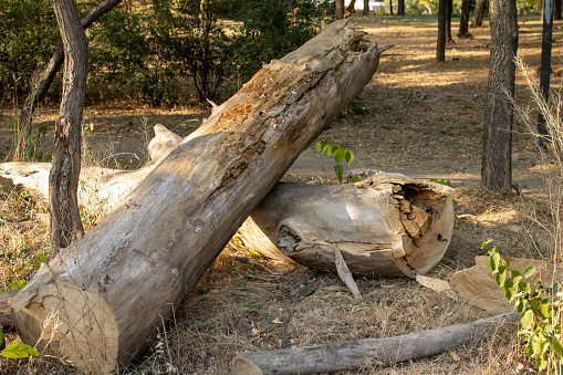 Felled tree in the forest. Stump. Tree trunk.